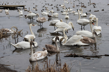 A lot of swans near the shore in the water