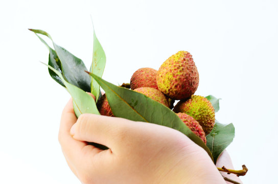 Holding fresh lychees on a white background