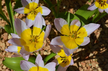 Top view of delicate vivid yellow white tulips in a garden in a sunny spring day, beautiful outdoor floral background photographed with soft focus