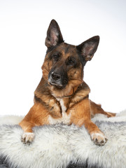 German shepherd dog portrait in a studio with white background. Adult dog isolated on white. The dog is turning head funny.
