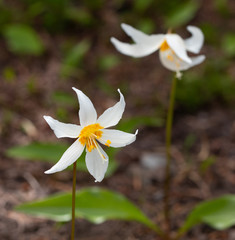 White Avalanche Lily blooming in alpine meadow