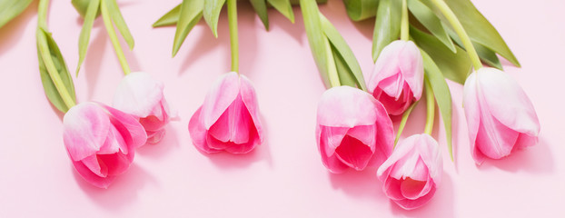 beautiful pink tulips on pink background