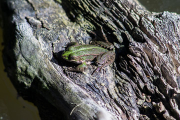 frog