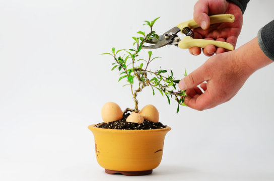 Bonsai pruning on white background