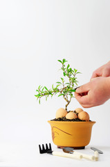 Bonsai shape maintenance on indoor white background