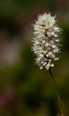 White American Bistort (bistorta bistortoides) flower in bloom