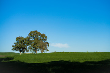 tree in the field