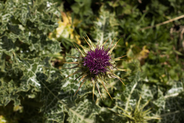 Macro photography flower