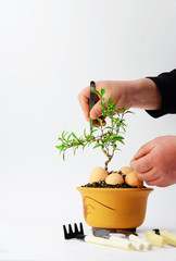 Maintain bonsai on a white background