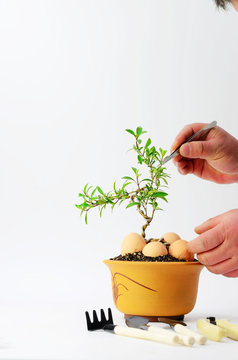 Maintain bonsai on a white background
