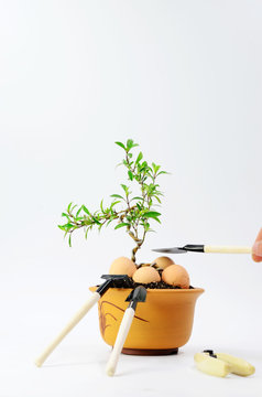 Soil the snow bonsai in June