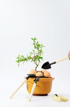 Soil the snow bonsai in June