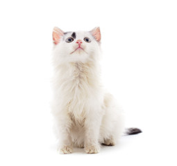Little white kitten .