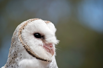 this is a close uo of a barn owl