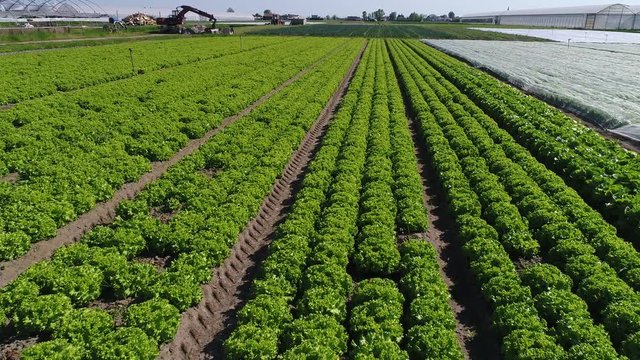 Organic Salad field 1