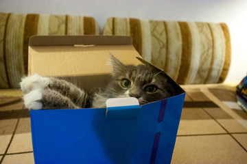 Cat sitting in a cardboard box