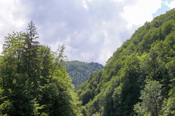 Forest in the mountains against the sky