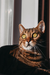 domestic bengal cat sitting on window, surprised look close up