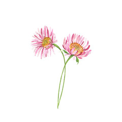 pink chrysanthemum flowers on a white background, bouquet of flowers illustration watercolor