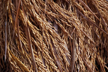 Paddy, also called rice paddy, small, level, flooded field used to cultivate rice in southern and eastern Asia.