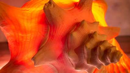 Fototapeta na wymiar Conch Seashell Backlit Glowing Red Orange