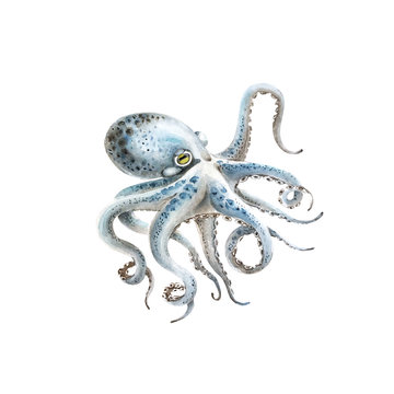 blue octopus watercolor illustration on a white background