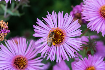 Obraz premium bee on flower