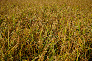 Paddy, also called rice paddy, small, level, flooded field used to cultivate rice in southern and eastern Asia.