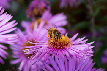 bee on flower