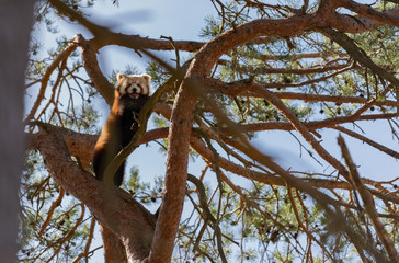 red panda in tree