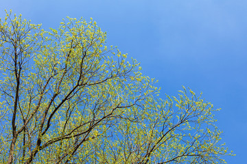 Spring willow blossoms and bees collecting nectar for honey production, general plan. Natural forest background.