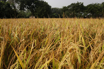 Paddy, also called rice paddy, small, level, flooded field used to cultivate rice in southern and eastern Asia.