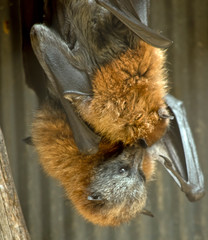 this is a mother fruit bat tending her young fruit bat