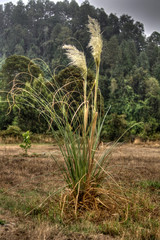 lli foxtail