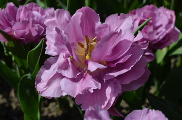 Top view of one vivid pink white tulip in a garden in a sunny spring day, beautiful outdoor floral background photographed with soft focus