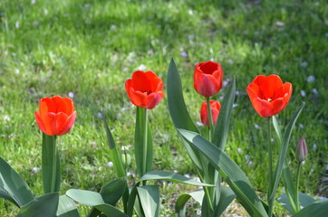 Fototapeta premium Top view of many vivid red tulips in a garden in a sunny spring day, beautiful outdoor floral background photographed with soft focus