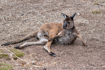 the kangaroo island-kangaroo is scratching his leg