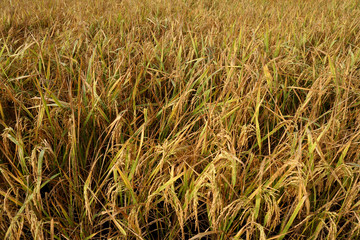 Paddy, also called rice paddy, small, level, flooded field used to cultivate rice in southern and eastern Asia.