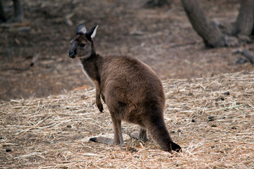 Naklejka na ściany i meble the kangaroo island-kangaroo is looking over its shoulder