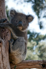 the joey koala is resting holding onto the tree