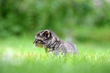 Die Welt erkunden. Getigerte Babykatze im Rasen