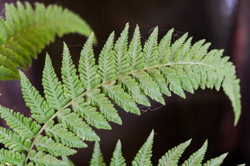 FERN LEAVE