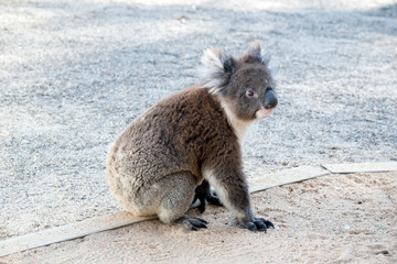 the Australian koala is resting on the ground