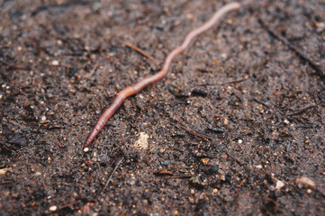 long earthworm on earth after rain close-up