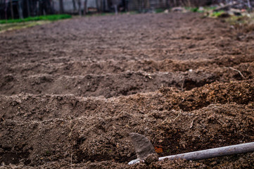 Hard day of work-planting potato's with a shovel tool 