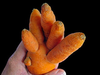 A joke of nature in the form of a carrot similar to a human hand, Isolated On Black Background