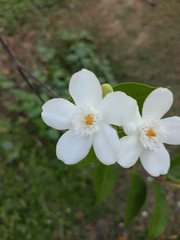 white flowers in garden