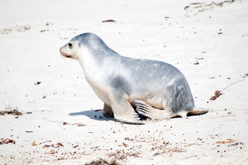 Fototapeta premium this is a side view of a young sea lion