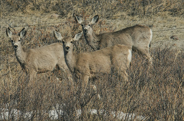 herd of deer