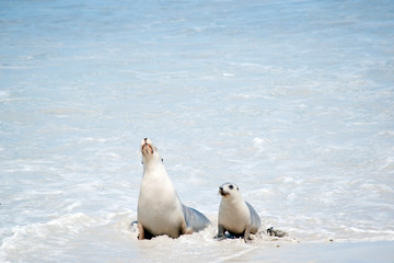 the sea lion and her pup are in the water